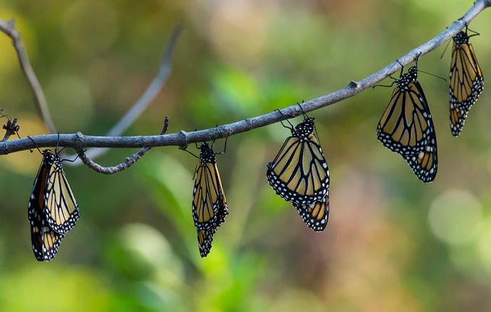 What It's Like to Help with a Monarch Count