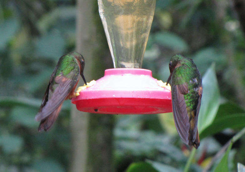 Video: Baby Hummingbirds Fledge at Machu Picchu