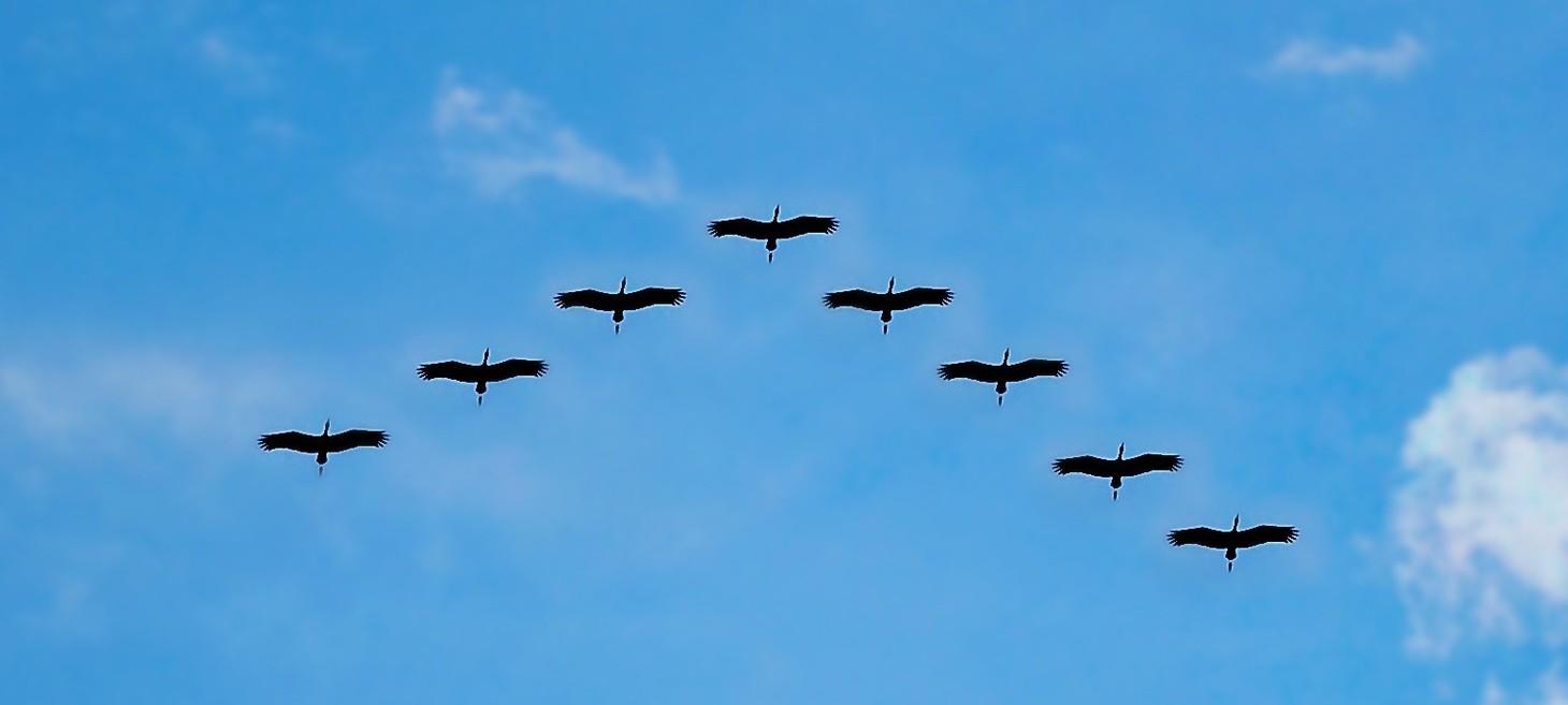 The art of self-organising teams (Part I of IV)