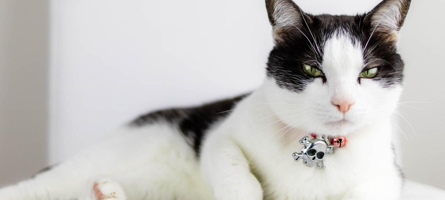 A guide to giving your cats their annual performance review