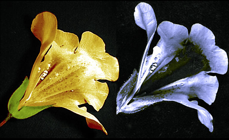 Neon Photographs of Flowers Emitting Ultra Violet Light