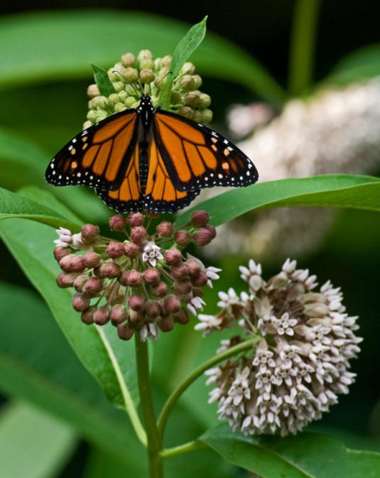 FFA Chapters Plant Monarch Conservation Gardens