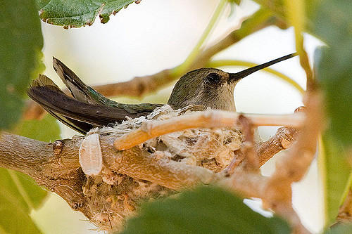 Hummingbird Nest Slows Bridge Renovation