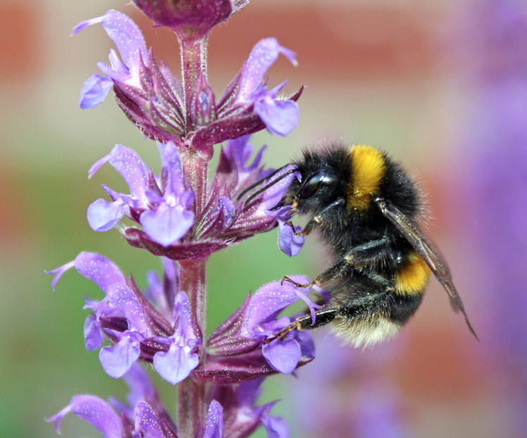 Fascinating Facts about Bumble Bees