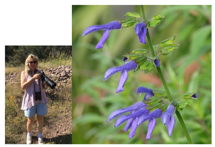 New at FBTS: Hummingbirds Love Margie Griffith Sage