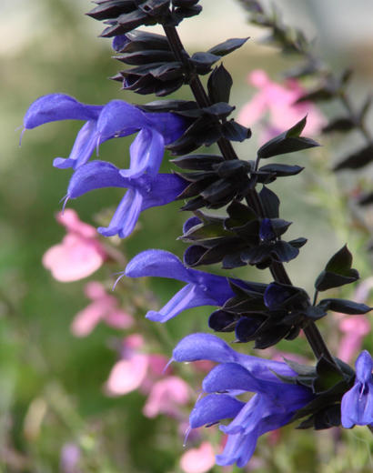 A Community of Anise Scented Sages We Adore