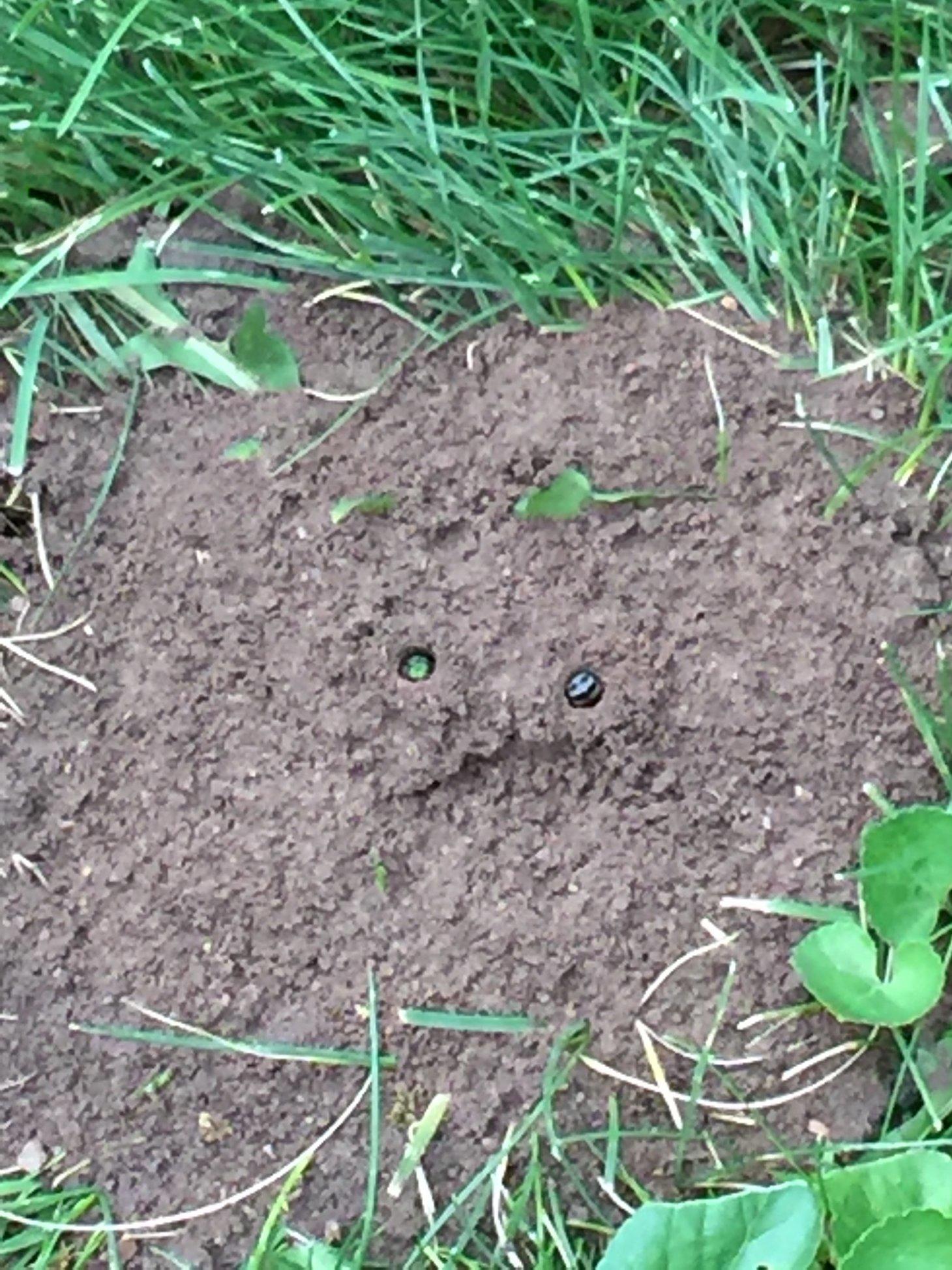 Ways to Increase Nesting Habitat for Native Bees
