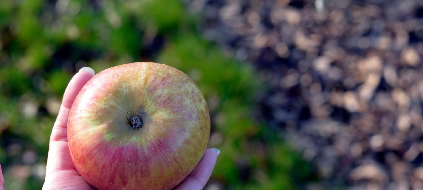 What Is Cider In The USA, Exactly?