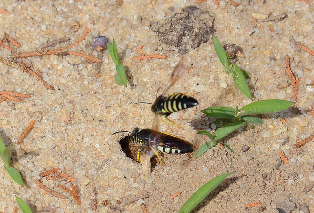 How to Save America's Wild Bees