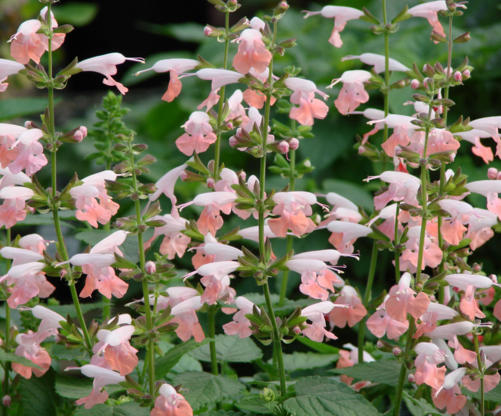 Salvia coccinea: An American Subtropical Treasure