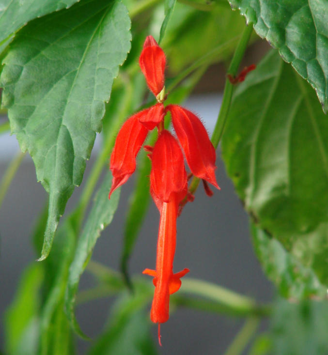 Bedding Plant Royalty: Splendid Salvia splendens