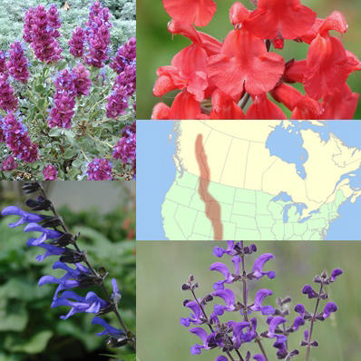 Getting Started: Salvias for the Rocky Mountain West