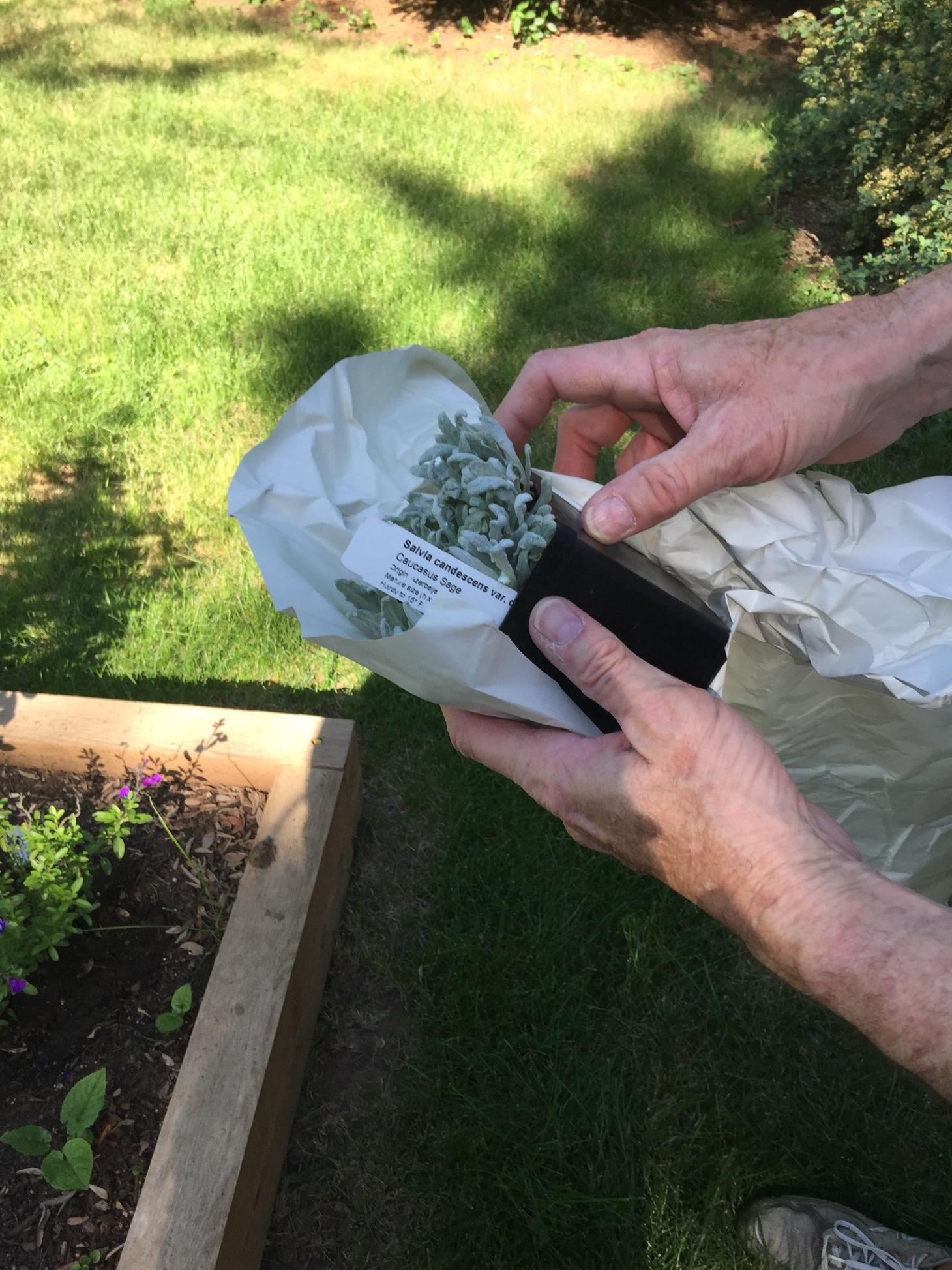 Ask Mr. Sage: What Is Shipping in Boxes Like for Salvias