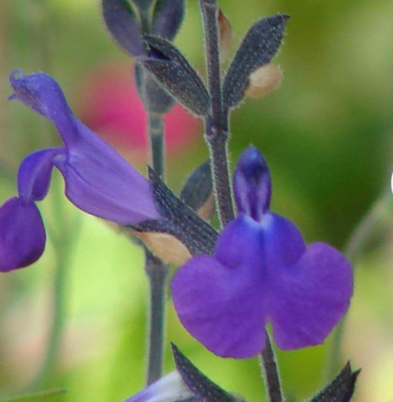 Around the World with Sunny Groundcovers