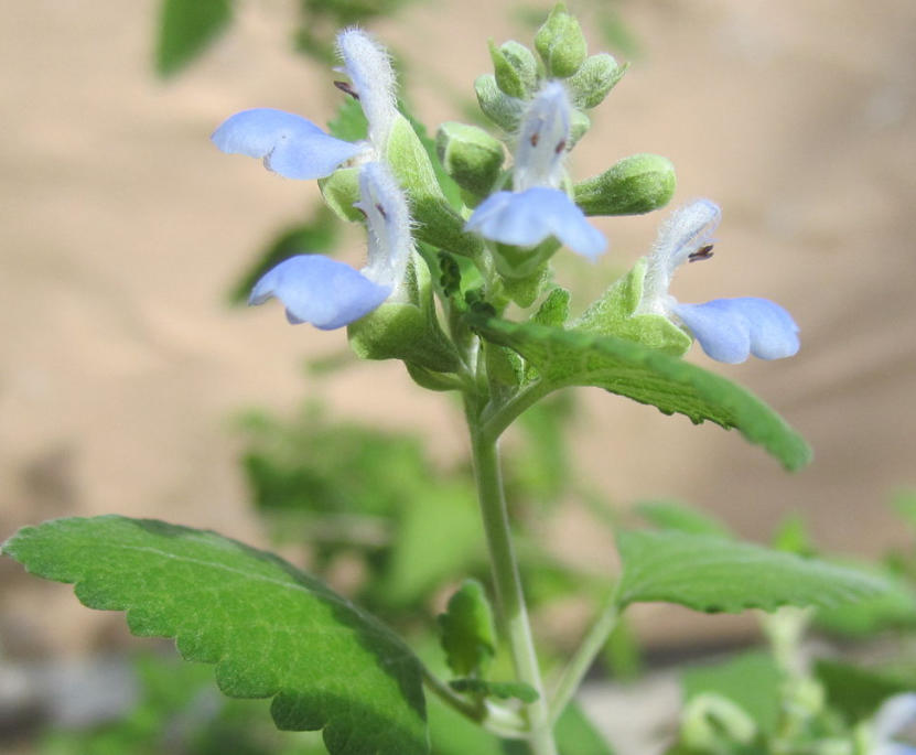 How to Say Salvia ballotaeflora More than 80 Ways