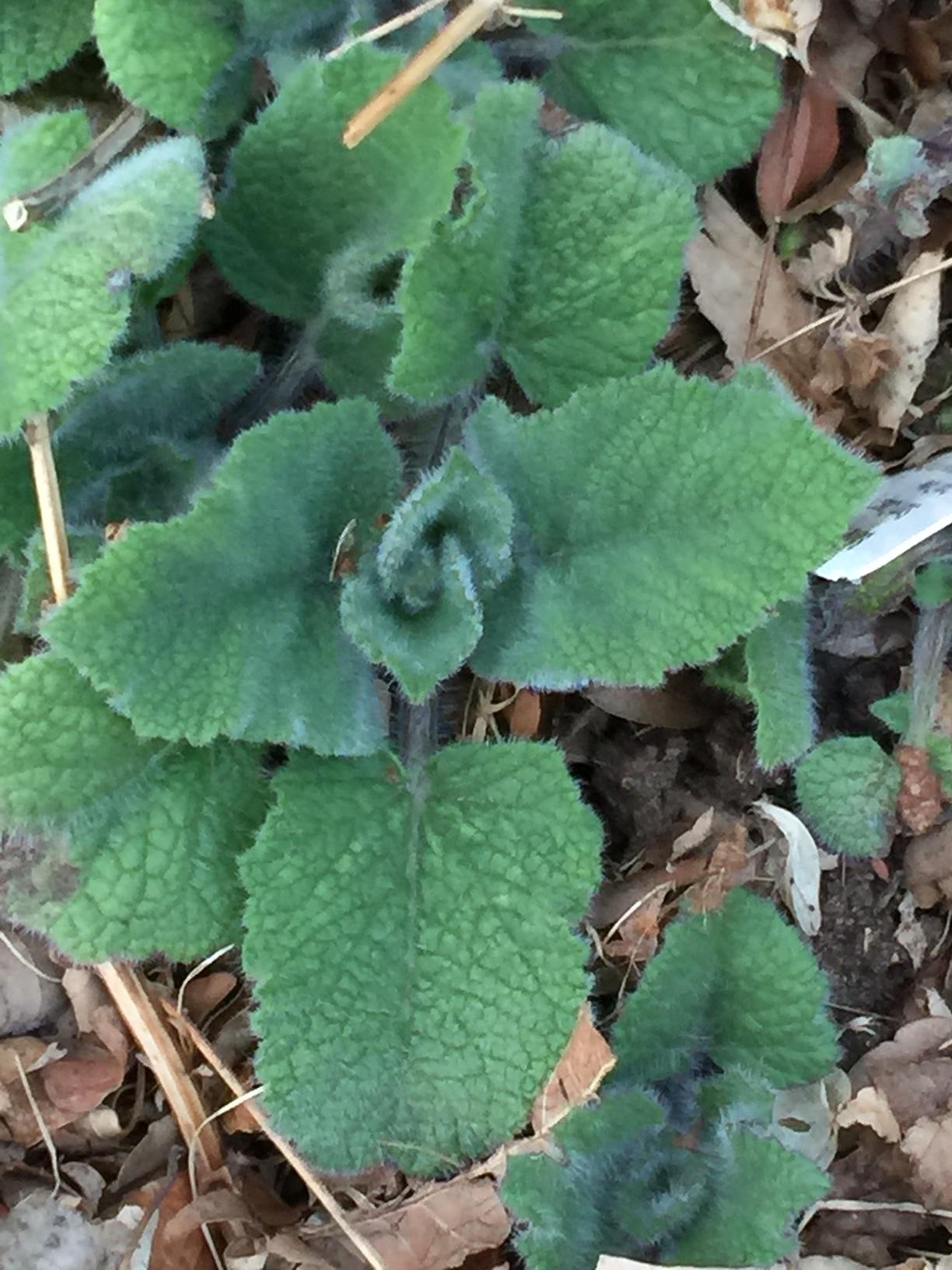 Overview of the Lamiaceae or Mint Family
