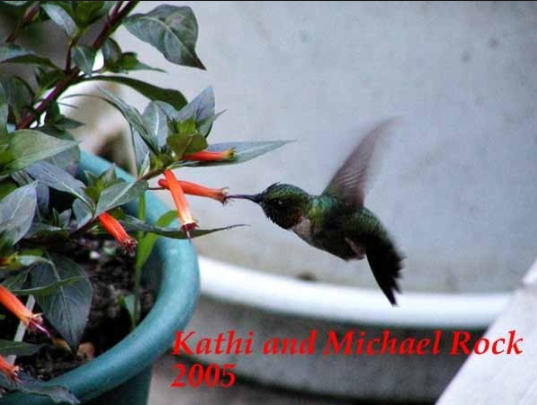 Fostering Urban Wildlife in Pocket Humane Gardens