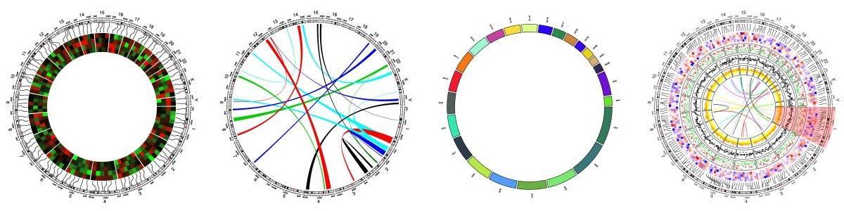 Circular Visualization in R