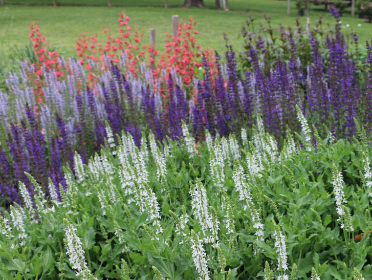3 Reasons to Consider a Limited Plant Palette