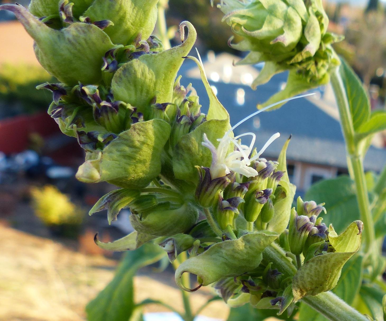 Study: Moth Pollination of Night-Flowering Salvia arborescens