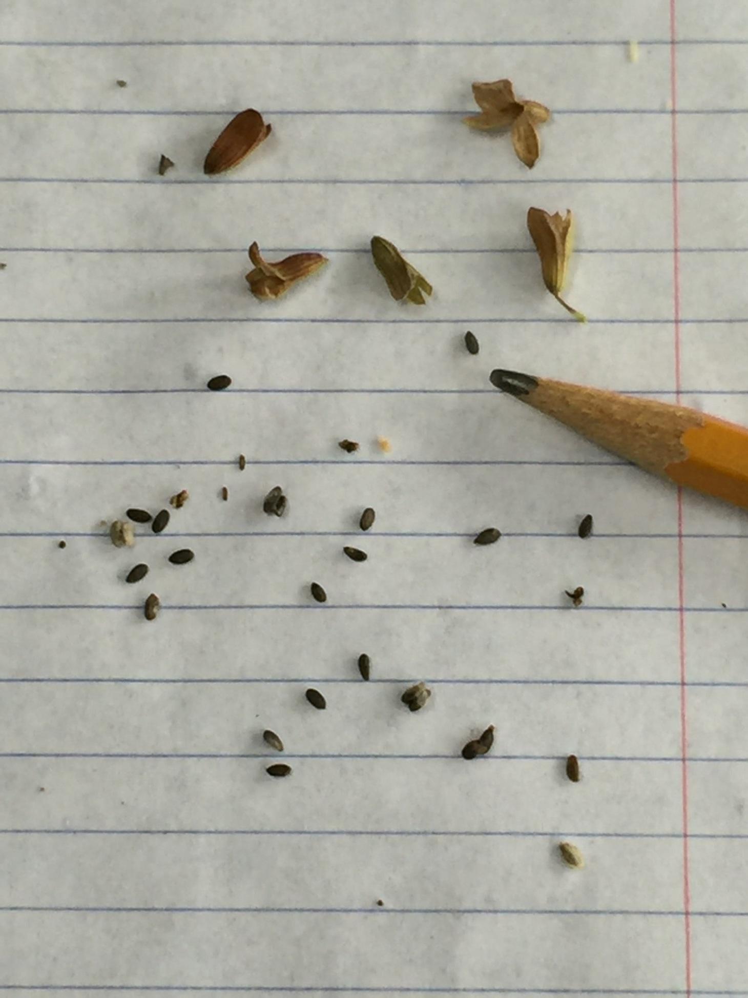 Study: Salvia Seed Dispersal
