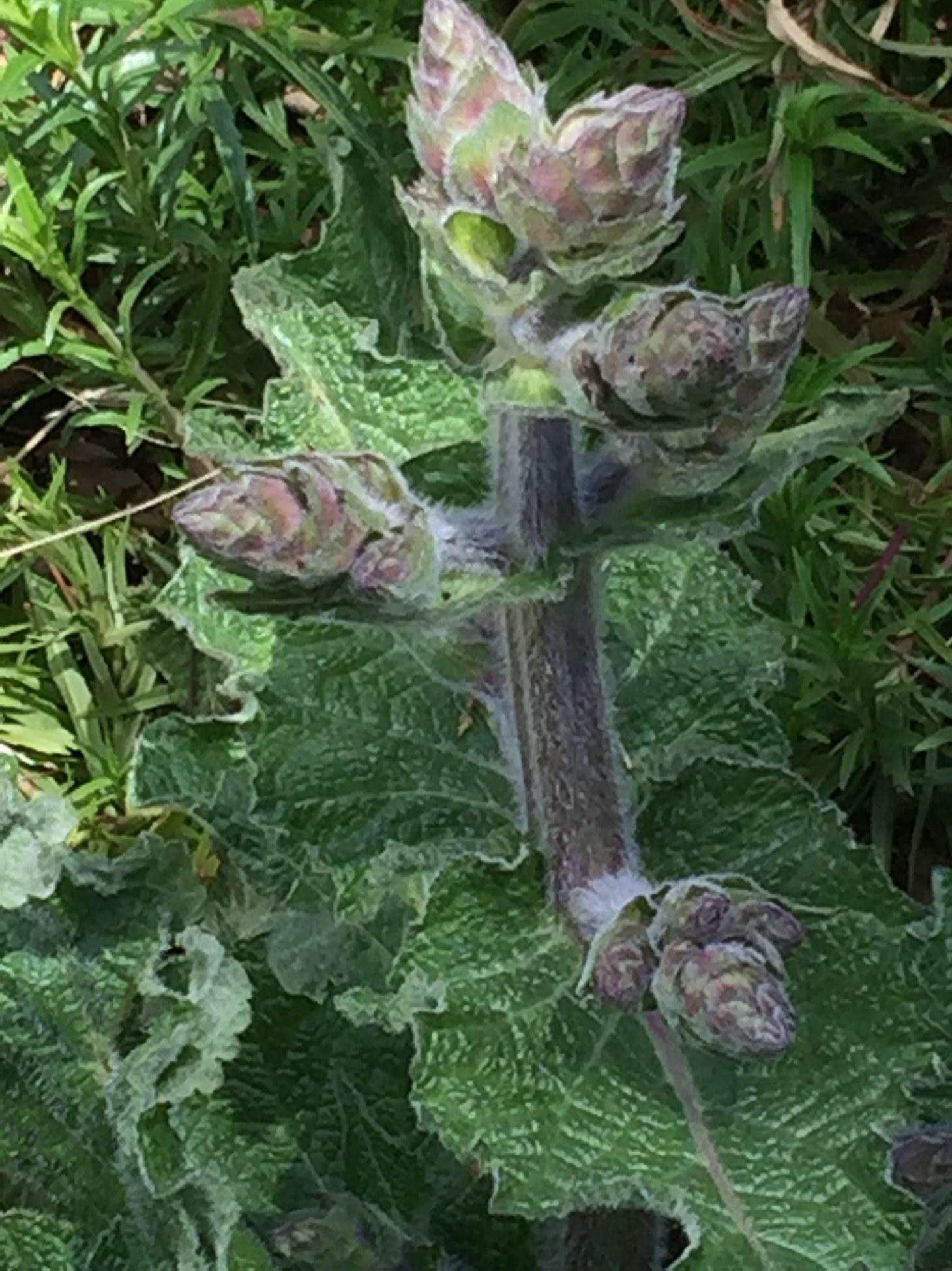 Tough Shangri-la Sage for Dry Gardens