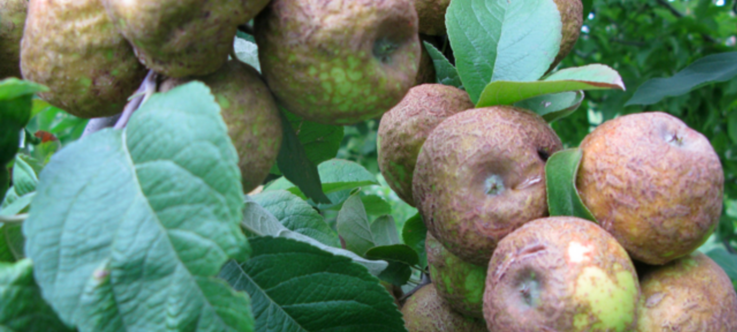 Keeping Heirloom Apples Alive