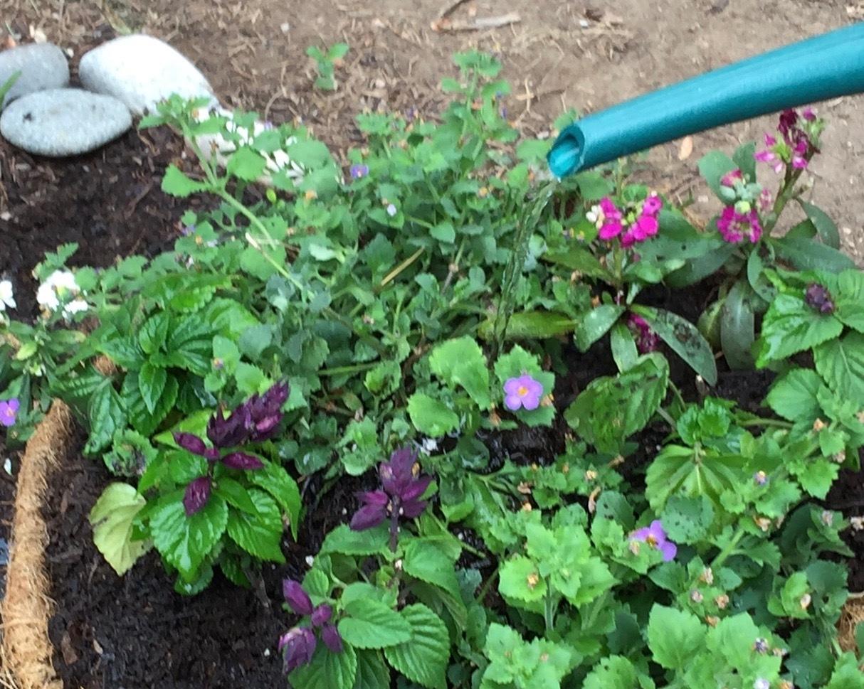 Container Gardening Basics: Watering Potted Plants
