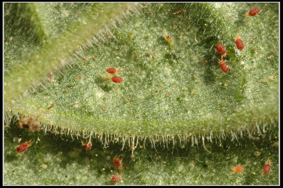 Controlling Spider Mites in the Salvia Garden