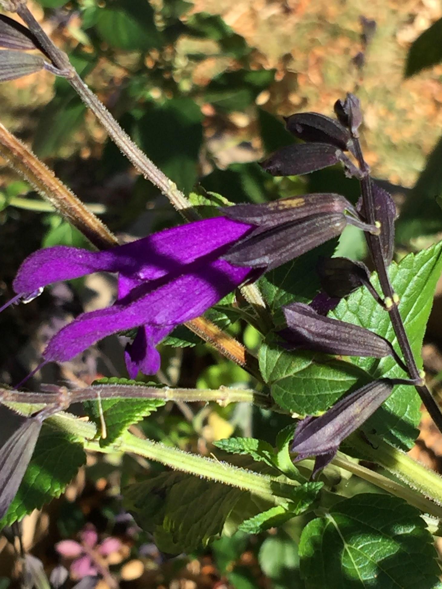 Dyeing Fabric with Salvia 'Amistad' & Salvia farinacea