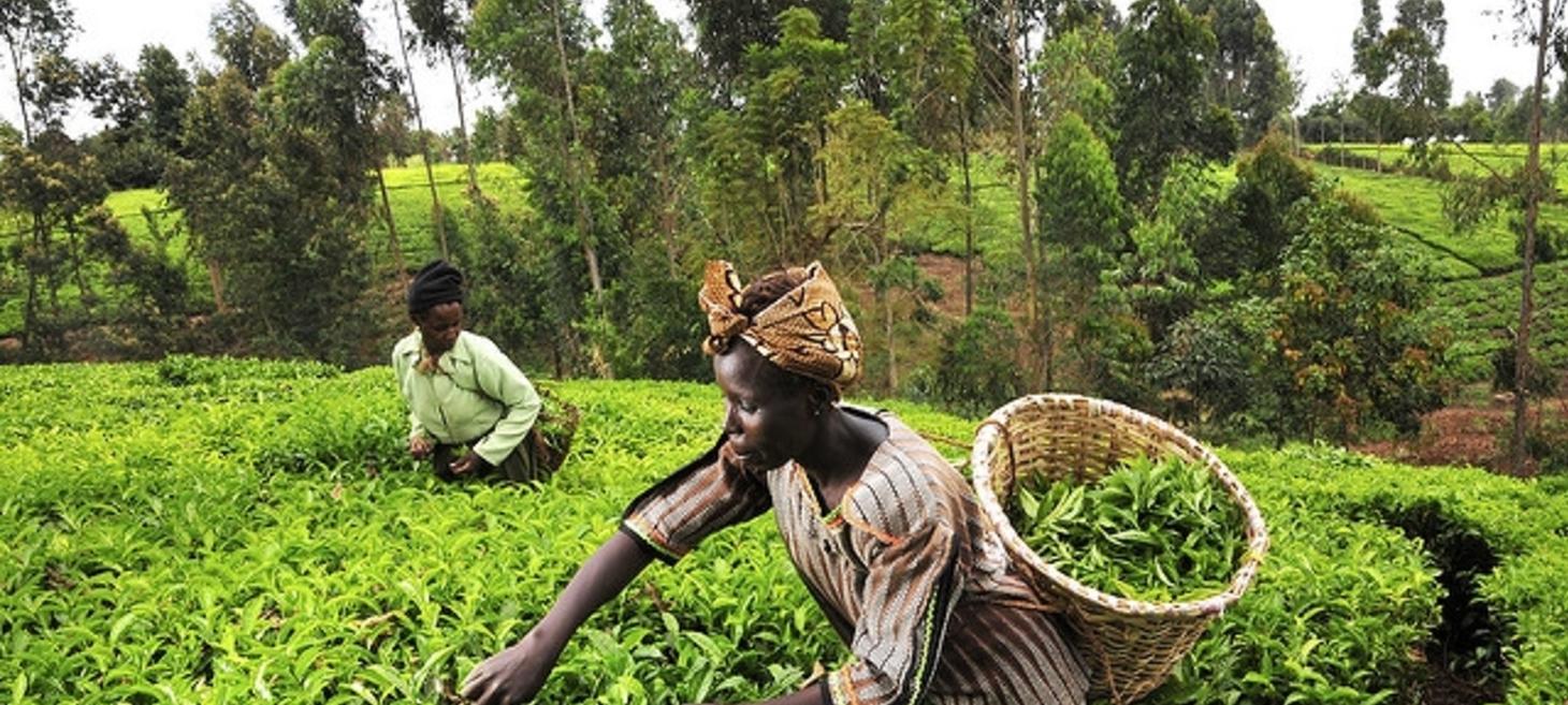 SheFarms Launches Crowdfunding Campaign to Help Female Farmers