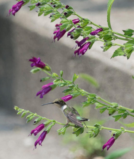 August in the Salvia Garden