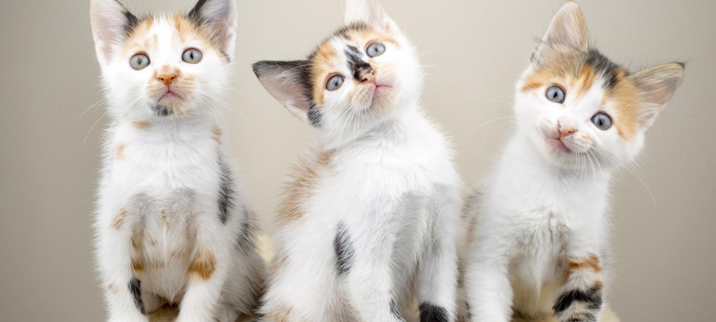 Meow! Dutch startup Poopy Cat scooped up by largest pet supplier in The Netherlands