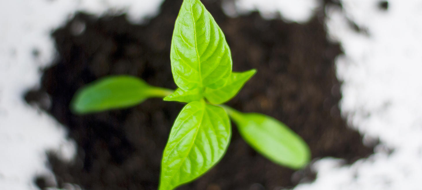 Chasing Growth 🌱