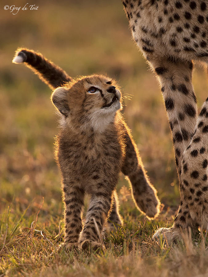 A Tender Moment by greg du toit