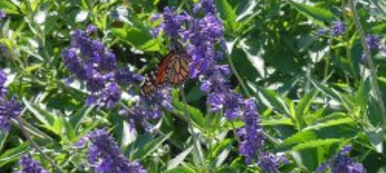 Master gardeners’ picks are North Texas hardy | Dallas Morning News