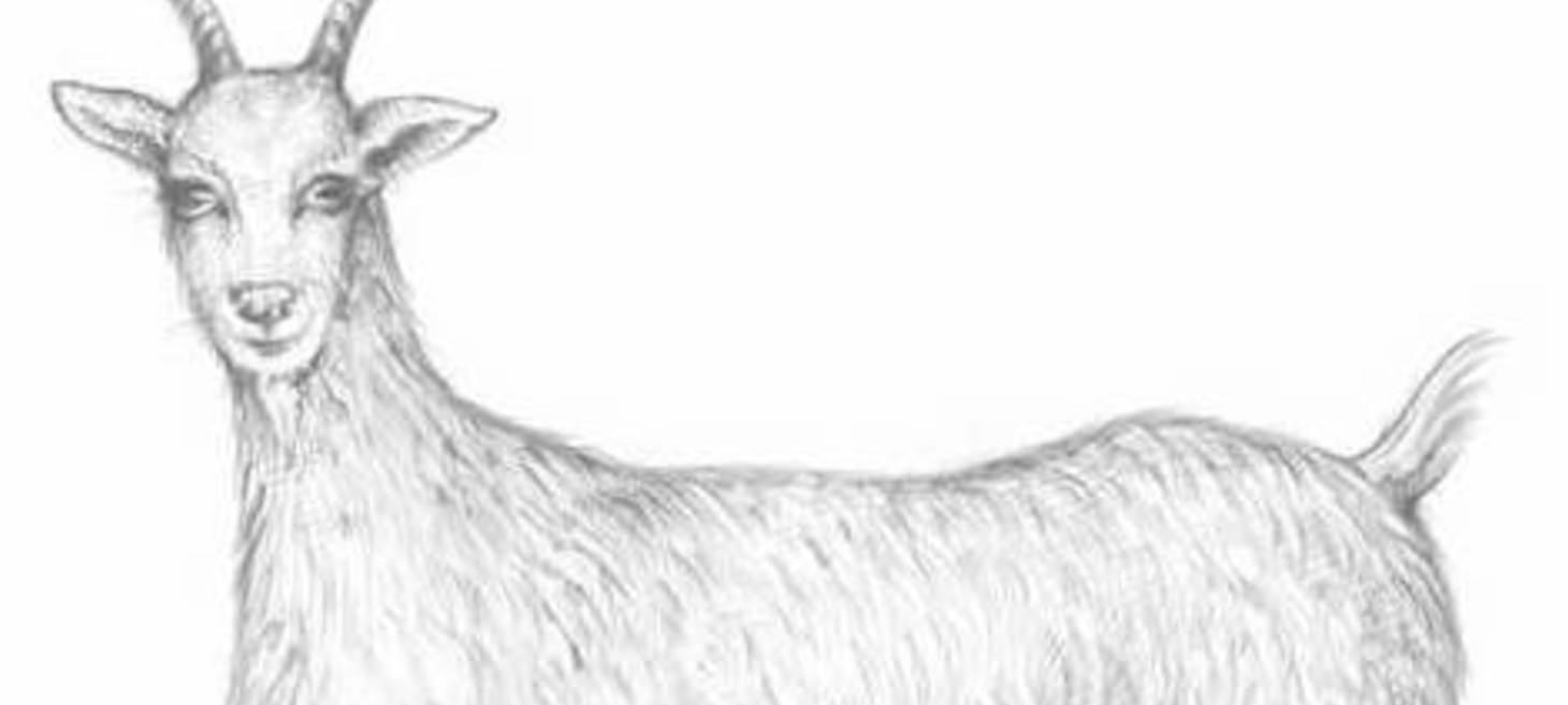 How to Draw a Goat Step by Step