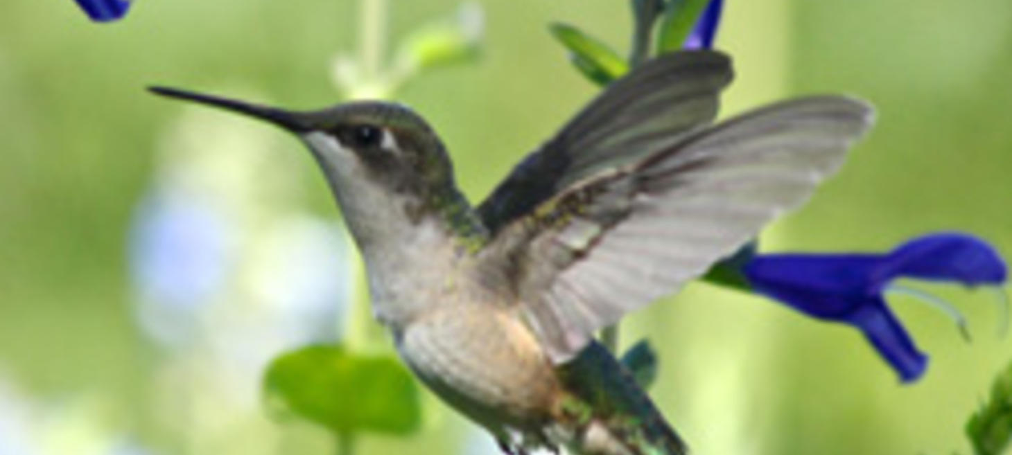Map: Spring 2015 Ruby-throated Hummingbird First-Bird Reports