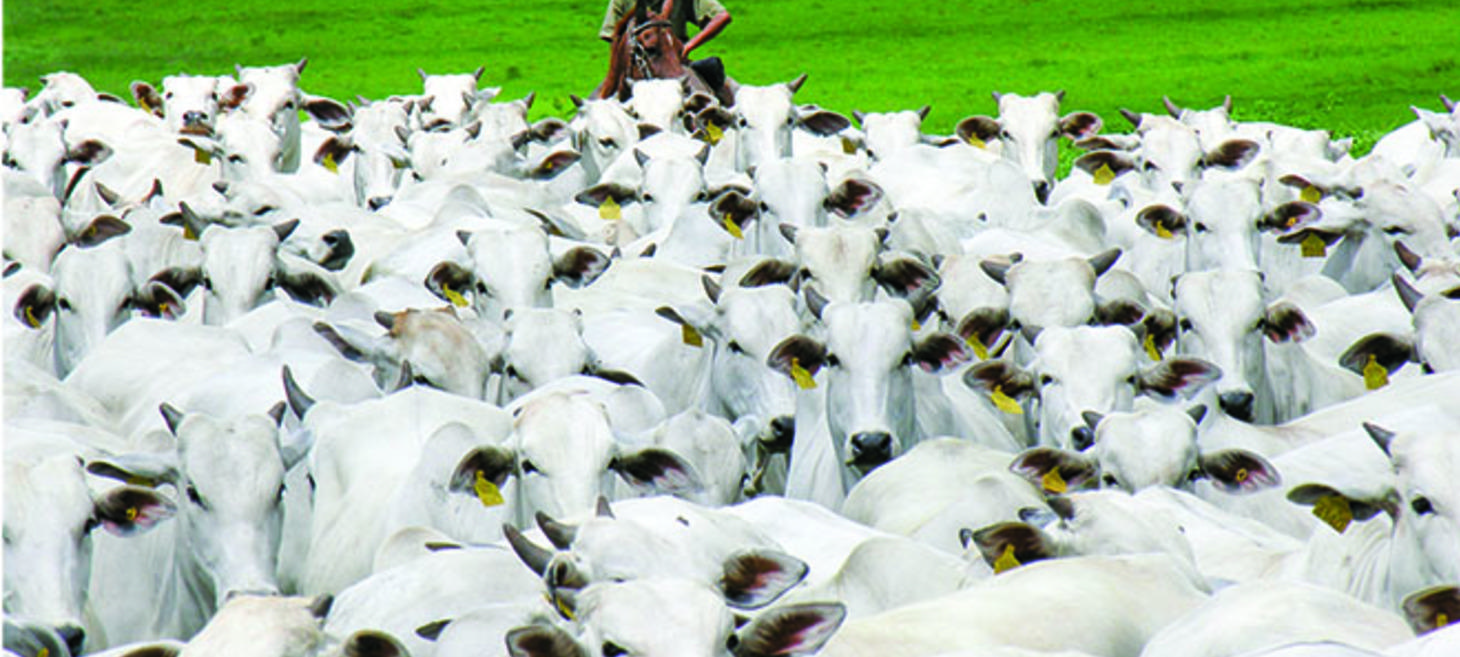 Riding Herd Over Your Microservices
