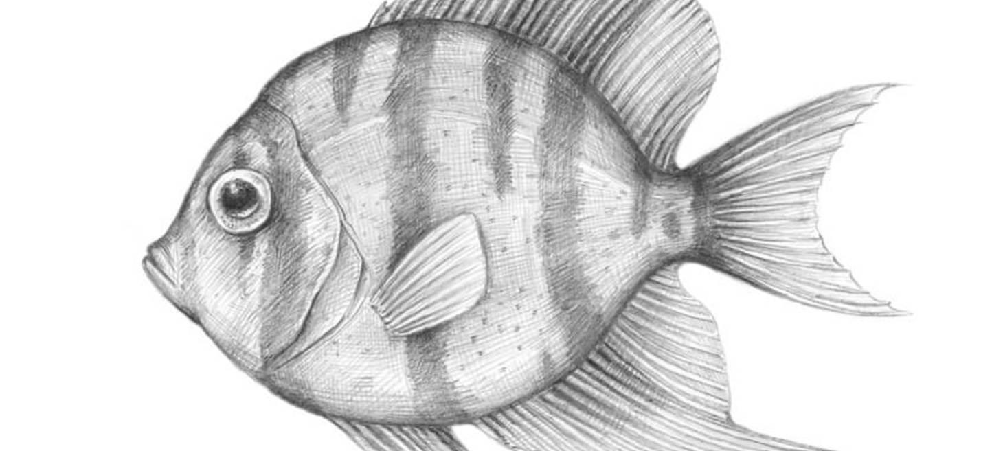 How to Draw a Tropical Fish