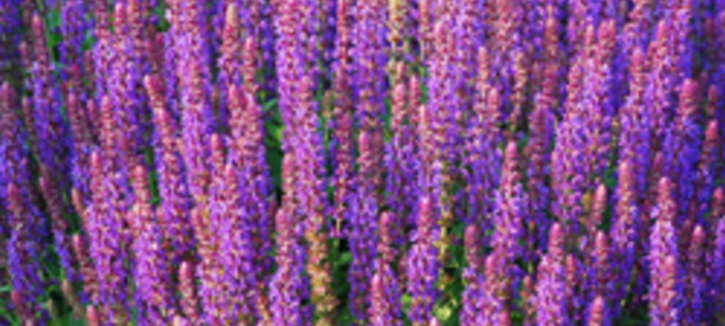 Pick the Perfect Purple