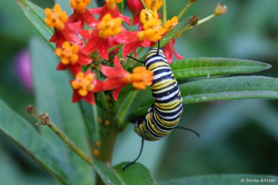 Q&A About Research Related to Tropical Milkweed and Monarch Parasites