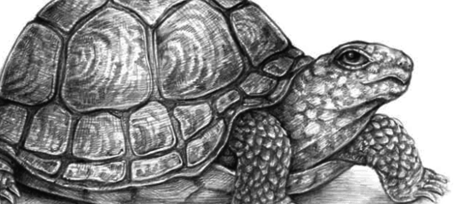 How to Draw a Turtle