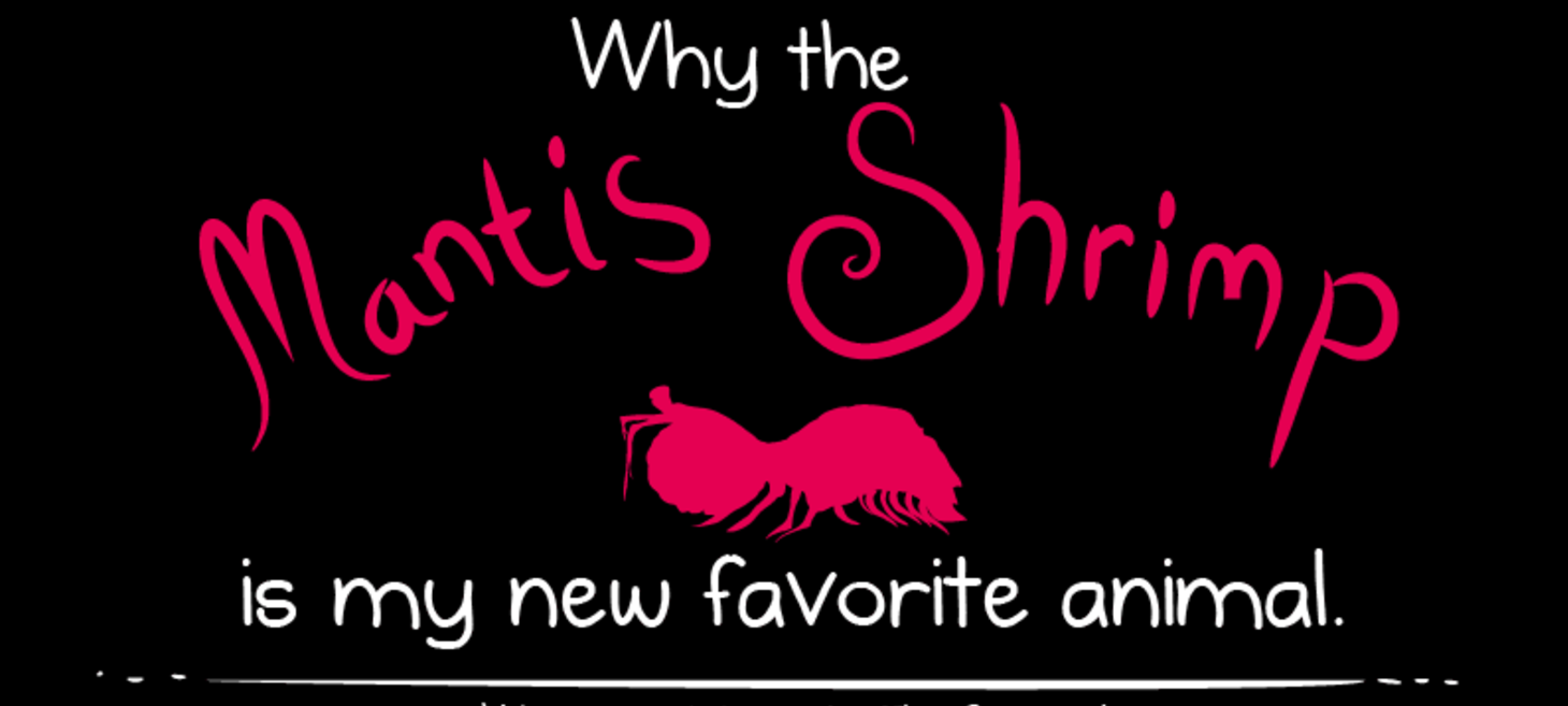 Why the Mantis Shrimp Is My New Favorite Animal - the Oatmeal