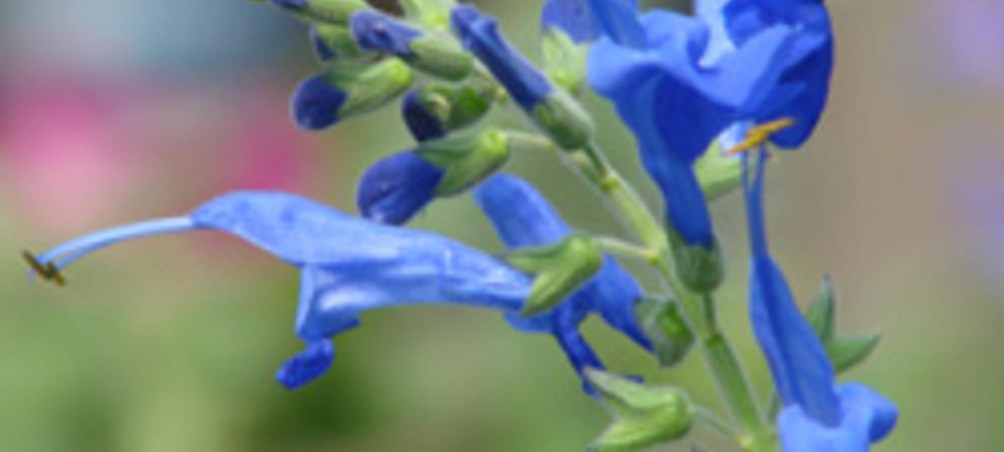 Loving Hummingbirds to Death | Almost Daily News