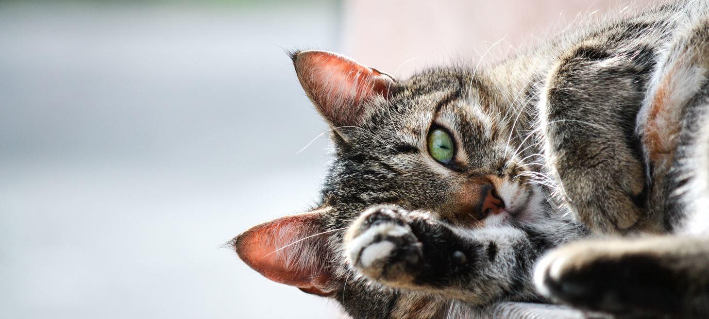 4 Key Continuous Learning Lessons from a Cat