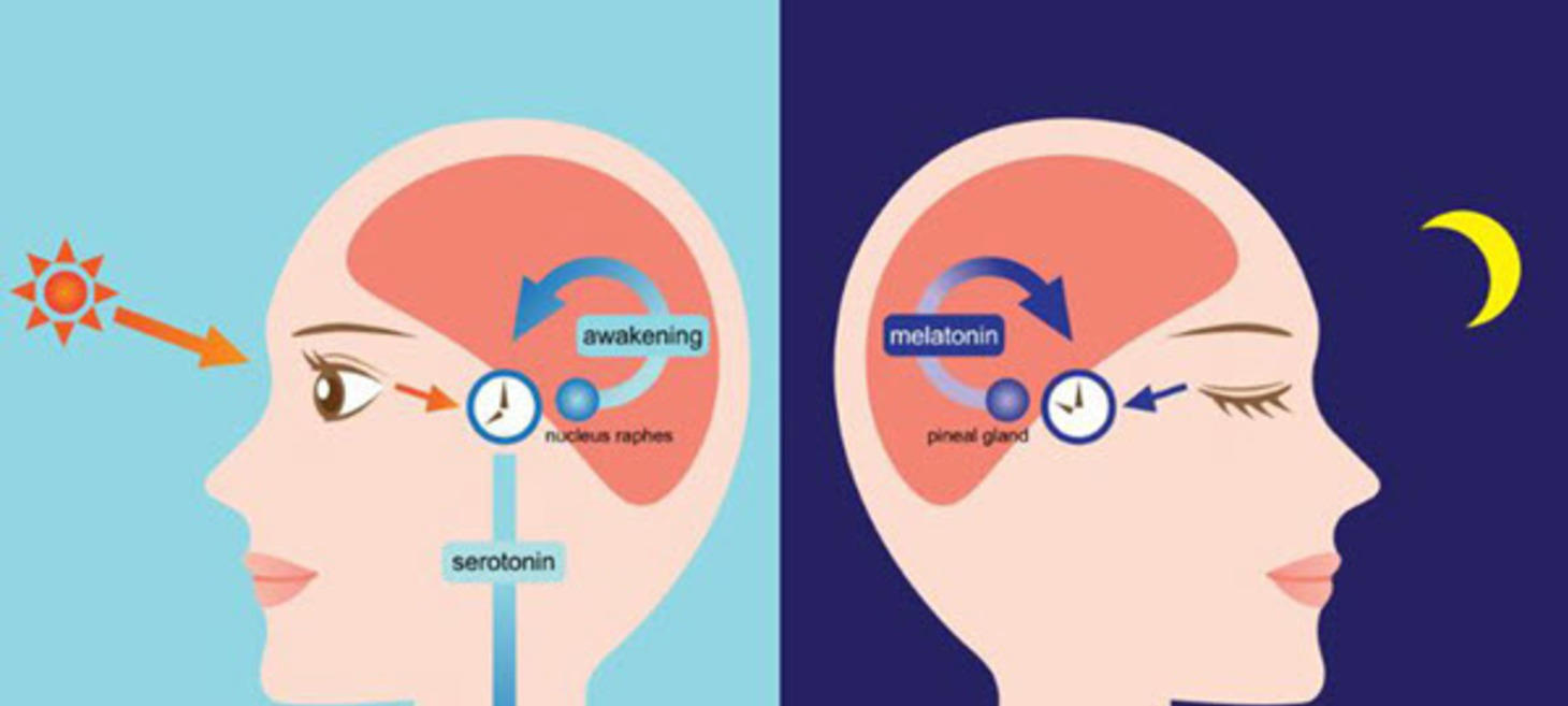 How to Reset Body Clock Fast: 5 Circadian Rhythm Tips to Maximize Your Day