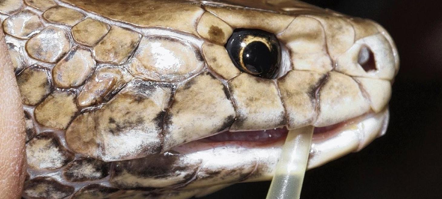 VarmX receives €12.5M to develop snake-venom-based medication