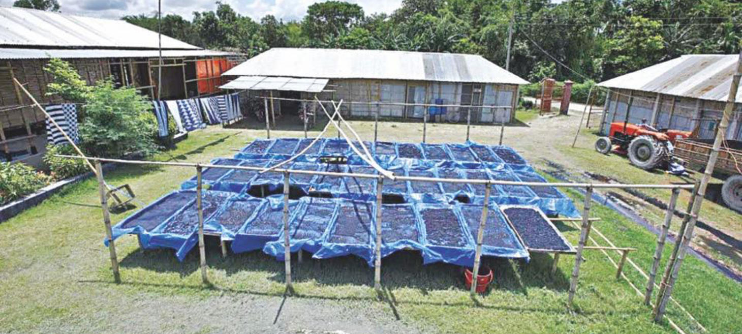 Local indigo goes global