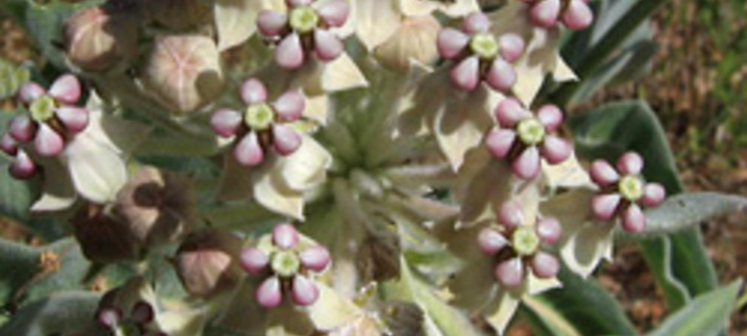 Asclepias eriocarpa (Indian Milkweed) Available at FBTS Online Plant Nursery